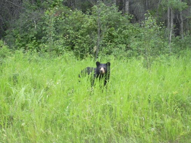 Bear in eastern Manitoba
