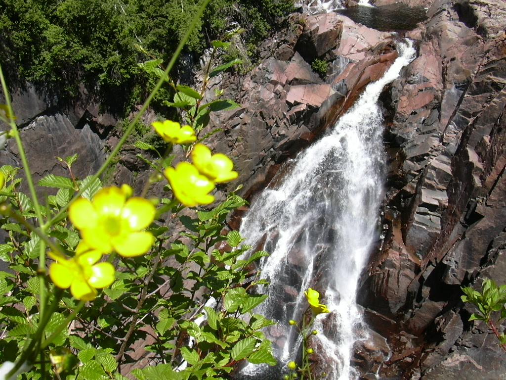 Flowers at Aguasabon River Gorge